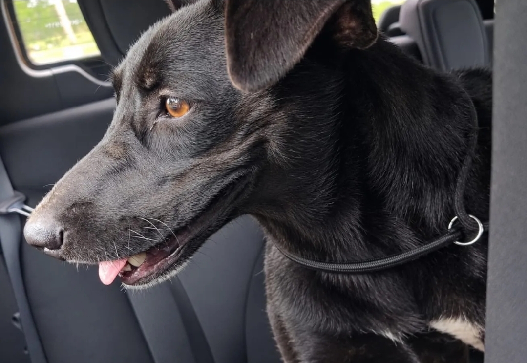 Microchip ajuda Prefeitura de Botucatu a identificar responsável por abandono de cadela; tutor é preso em flagrante