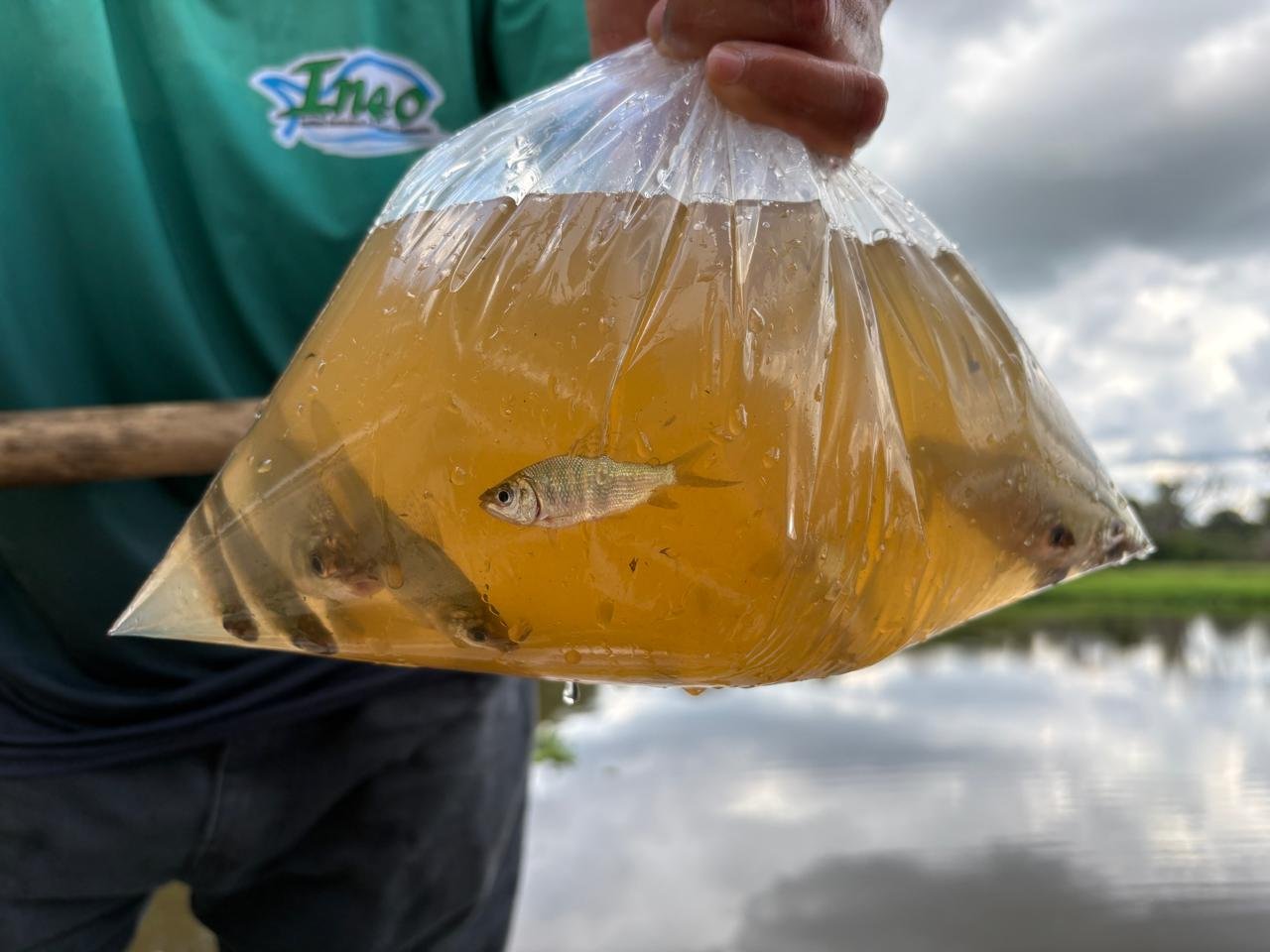 Auren Energia realiza soltura de 4,5 mil peixes nativos nas regiões de Bariri, Ibitinga e Promissão (SP)