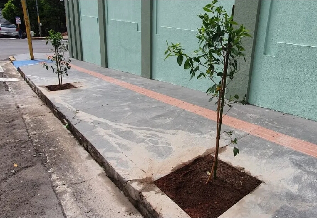Botucatu Cidade Viva chega a mais cinco trechos do Centro com plantio de árvores nos dias 27 e 28 de outubro
