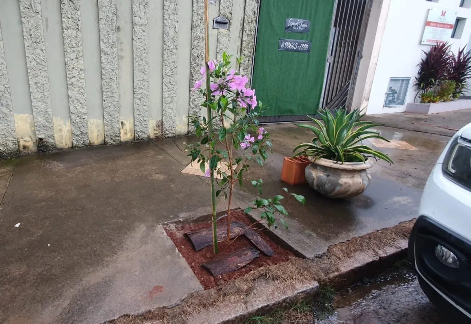 🌳 BOTUCATU RETOMA PLANTIO DE ÁRVORES NO CENTRO NOS DIAS 14 E 15 DE OUTUBRO