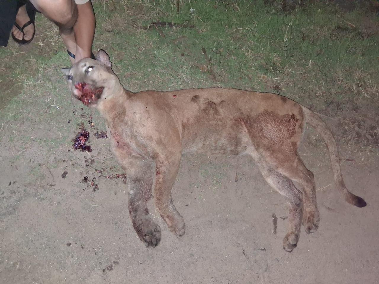 Onça-parda morre atropelada em rodovia de Anhembi