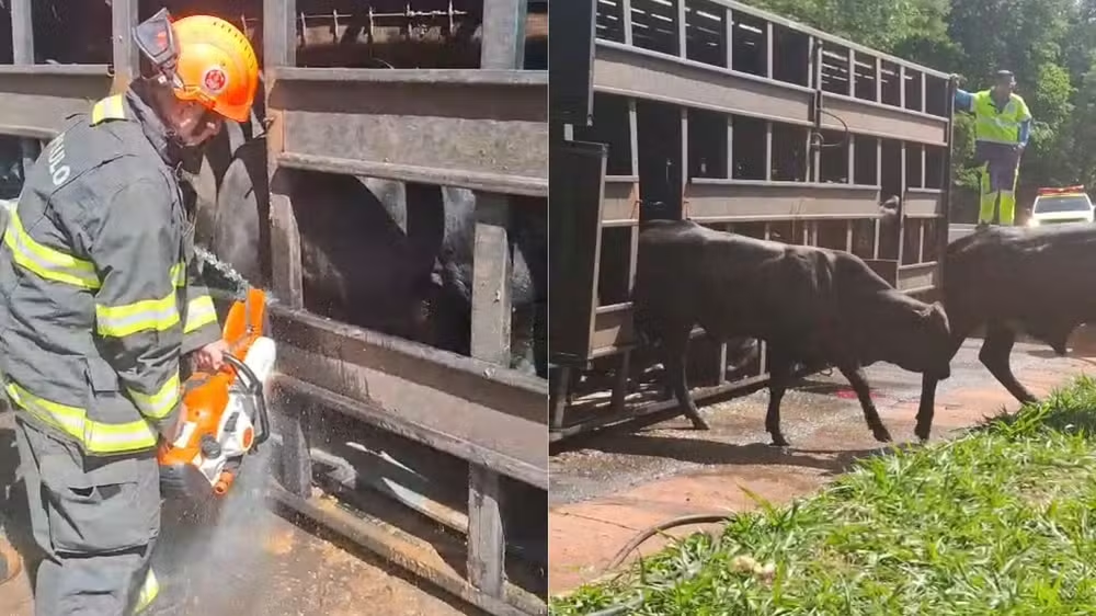 I ACIDENTE I Caminhão carregado com gado tomba em rodovia de Ibitinga