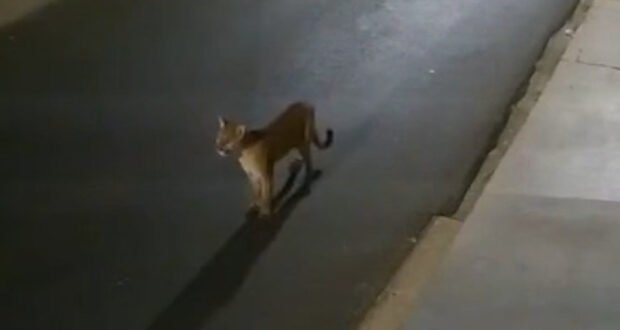Onça-parda é vista circulando por bairro de São Manuel e moradores ficam surpresos