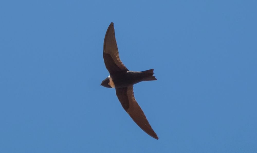 Grupo de Proteção Ambiental de Botucatu reintroduz ave da espécie Taperuçu-de-coleira-branca